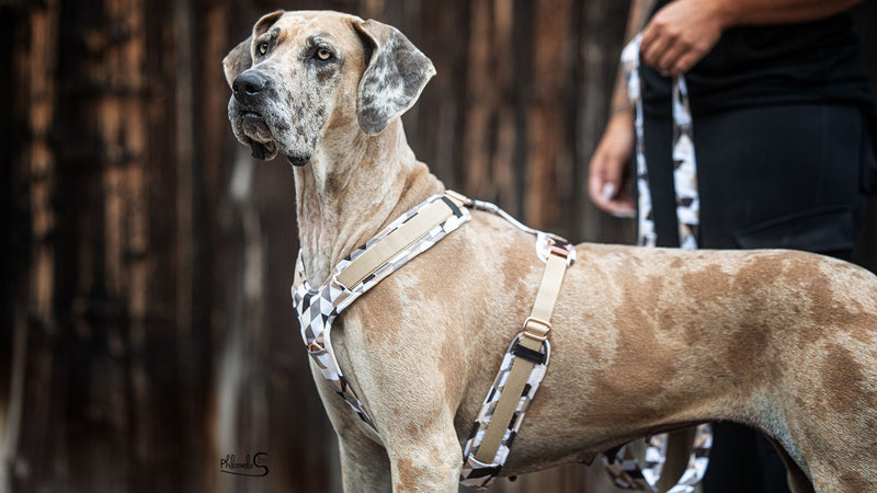Hundegeschirr
