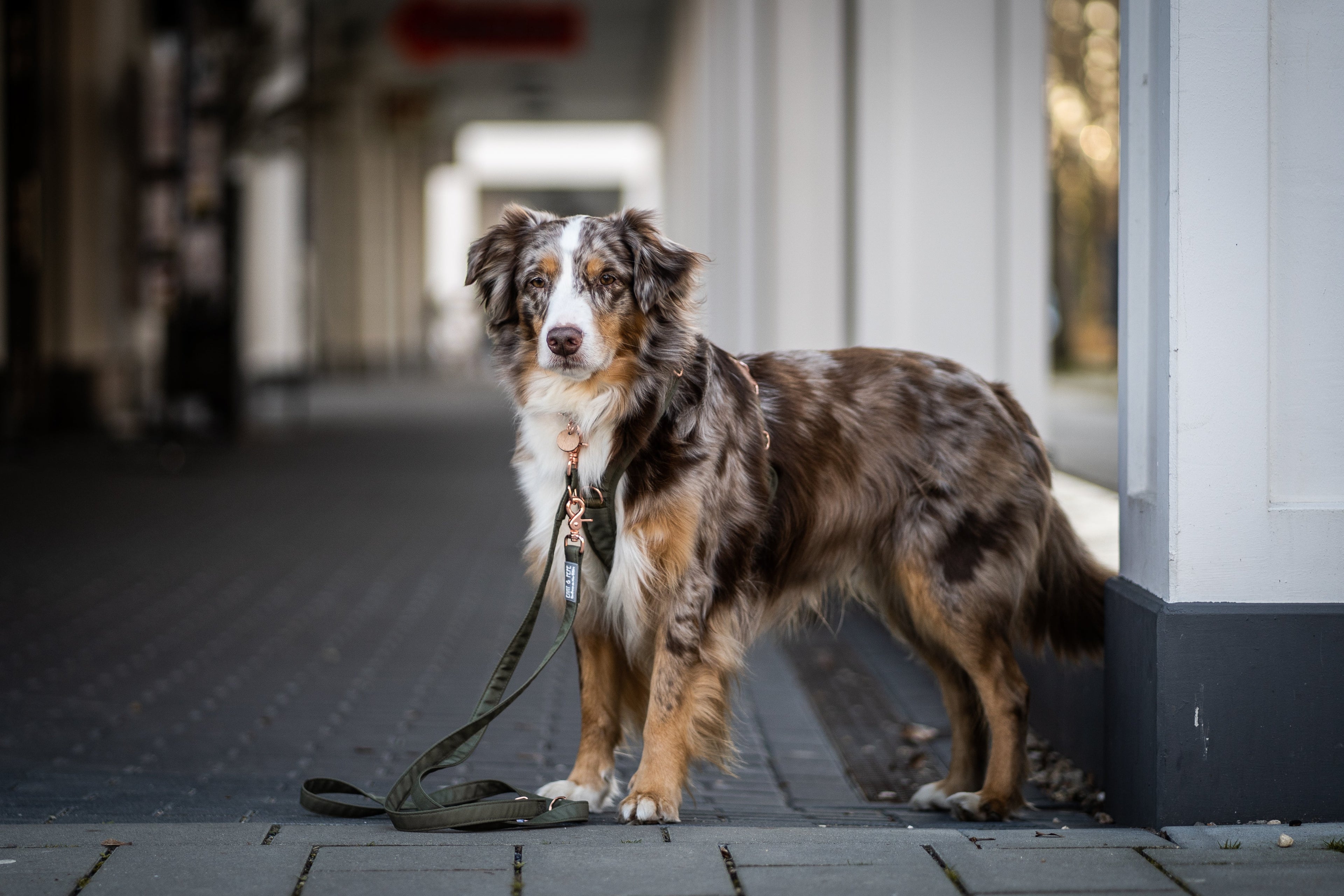 Halsbänder & Leinen