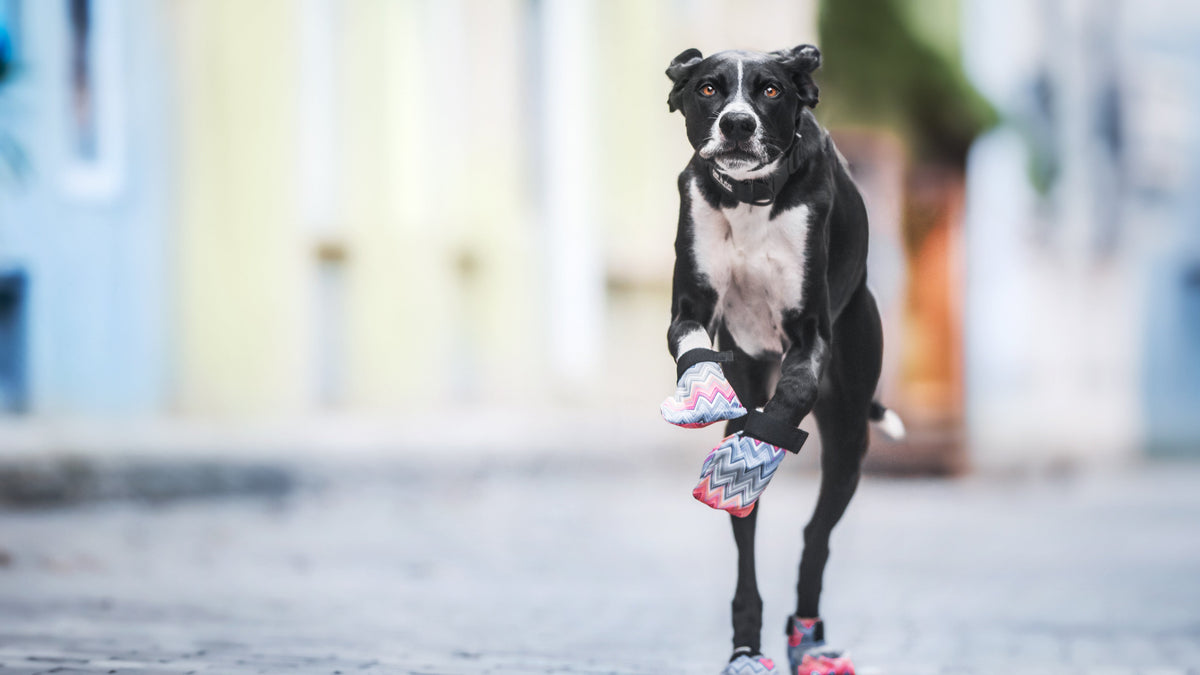 Schwarz-weißer Hund mit bunt gemusterten Pfotenschuhen läuft über eine gepflasterte Gasse direkt auf die Kamera zu.