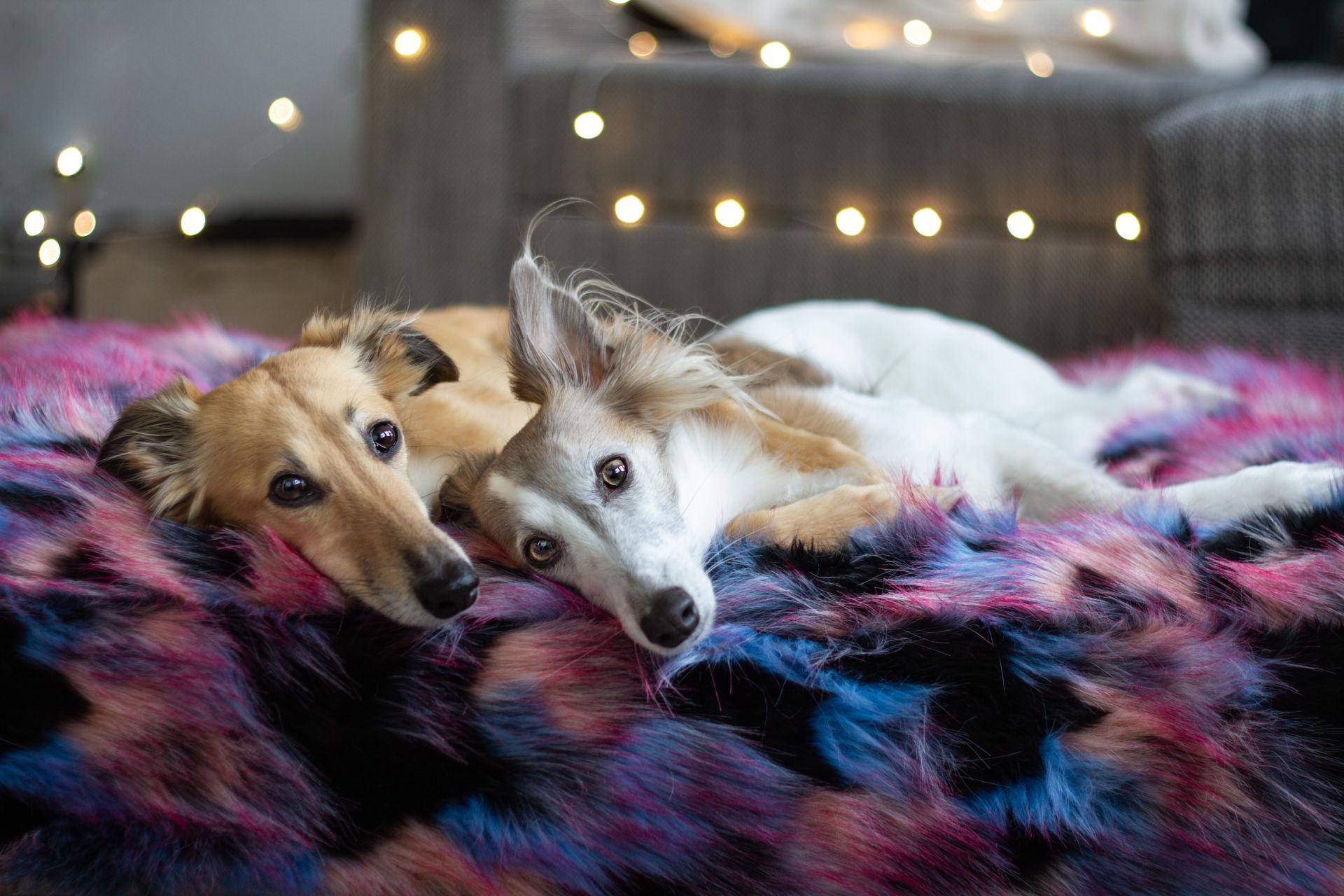 Wau-Bed orthopädisches Hundebett Halli Galli Eckig /